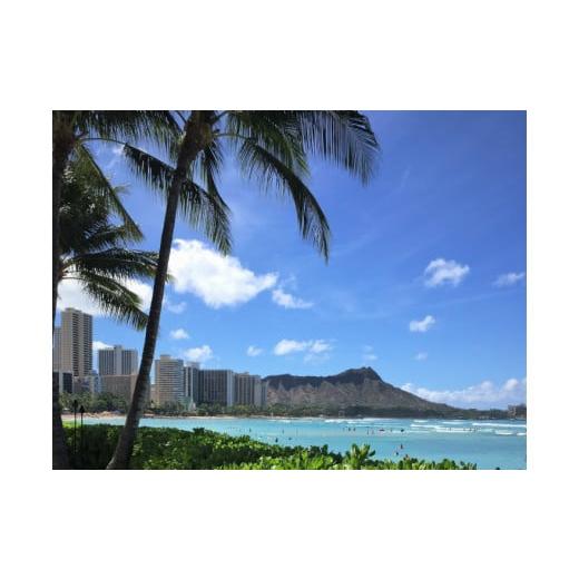 ふるさと納税 コーヒー コーヒー豆 兵庫県 三木市 BB-171 楽園のコーヒー ハワイ・モロカイ島コーヒー100% 300g(挽き) BB-171 楽園のコーヒー ハワイ・モロ…