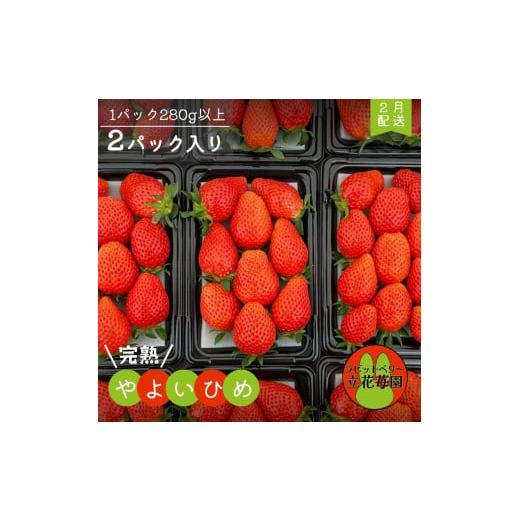 ふるさと納税 いちご 千葉県 八街市 2月中発送 パック×2 立花苺園の完熟やよいひめ 2月発送分