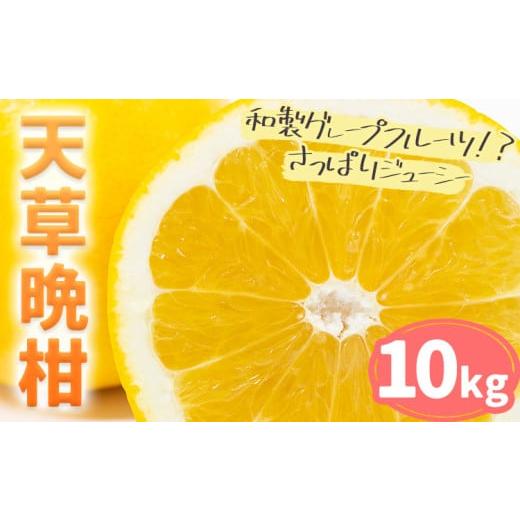 ふるさと納税 みかん・柑橘類 熊本県 苓北町 天草晩柑 約10kg | フルーツ 果物 くだもの 柑橘 晩柑 [2026年3月上旬-5月下旬頃出荷] 和製グレープフルーツ み…