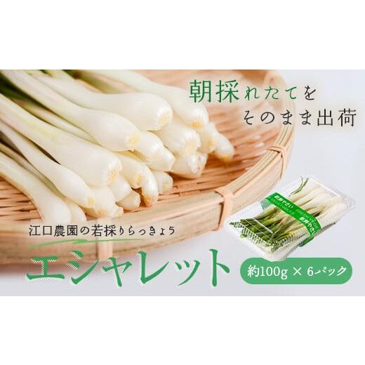 ふるさと納税 野菜類 鹿児島県 薩摩川内市 ZS-971 数量限定 鹿児島県唐浜産エシャレット(若摘みらっきょう) 100g×6パック 計600g 3月中旬以降順次出荷