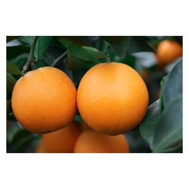 ふるさと納税 みかん・柑橘類 熊本県 宇土市 U16-0018 陳内農園 減農薬栽培 木成完熟の網田ネーブル 約3kg