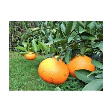 ふるさと納税 みかん・柑橘類 鹿児島県 瀬戸内町 先行受付 武富農園の奄美 津之輝 約3kg