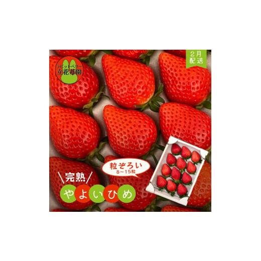 ふるさと納税 いちご 千葉県 八街市 2月〜順次発送 粒ぞろい 立花苺園の完熟やよいひめ 発送時期:2月