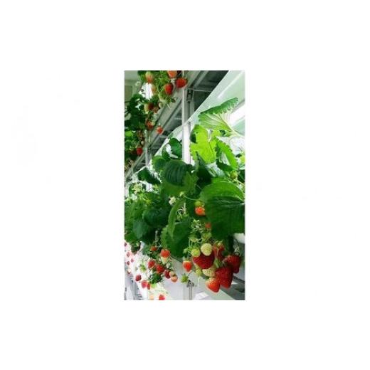 ふるさと納税 栃木県 足利市 [定期便]安心安全な植物工場の美味しいイチゴ 魁 2ヶ月コース