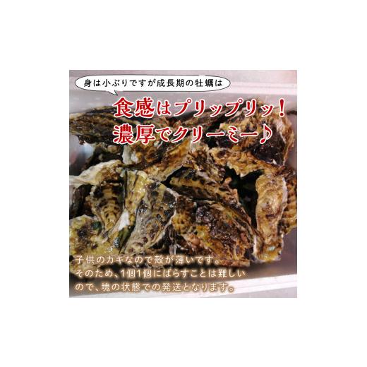ふるさと納税 牡蠣 生牡蠣 北海道 北見市  予約：2026年10月中旬から順次発送 サロマ湖産 海のミルク 阿修羅牡蠣 5kg ( 魚介類 海鮮 魚介 牡蠣 かき カキ 海の…_4