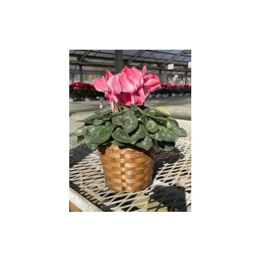 ふるさと納税 雑貨・日用品 花 東京都 狛江市 シクラメン(5号鉢) 11月受付分