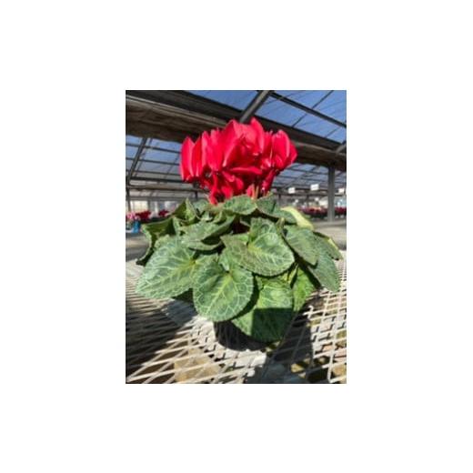 ふるさと納税 雑貨・日用品 花 東京都 狛江市 シクラメン(6号鉢) 11月受付分