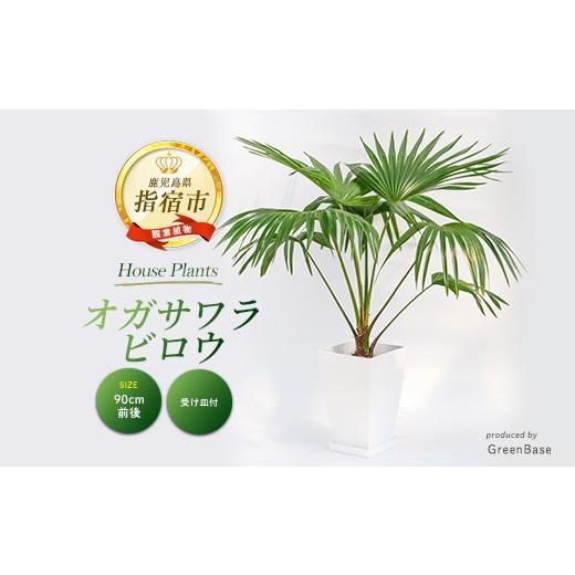 ふるさと納税 花・苗木 鹿児島県 指宿市 観葉植物 オガサワラビロウ8号(Green Base/IB003-024) 南国鹿児島県で育った 観葉植物 植物 鉢付 インテリア 室内 …