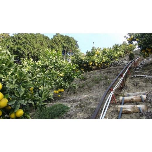 ふるさと納税 高知県 土佐市 【訳あり】三愛果樹園の土佐文旦10kg｜furusatochoice｜04