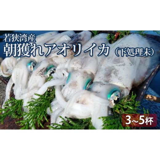 ふるさと納税 イカ 福井県 若狭町 朝どれ アオリイカ 3〜8杯 下処理なし セット 詰め合わせ イカ 烏賊 いか 魚介 魚介類 海鮮 海鮮セット 新鮮 福井 福井県 若…