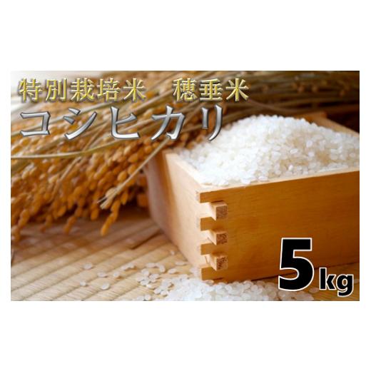 ふるさと納税 米 コシヒカリ 山口県 長門市 米 精米 白米 特別栽培米 穂垂米 「コシヒカリ」 5kg 令和7年産