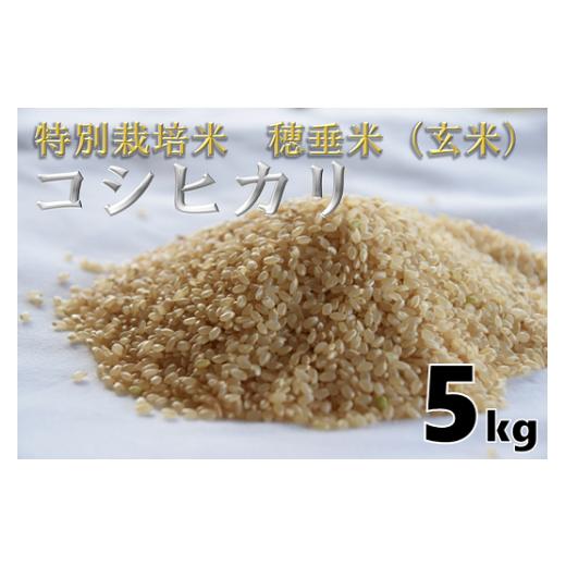 ふるさと納税 玄米 山口県 長門市 米 玄米 特別栽培米 穂垂米 「コシヒカリ」 5kg 令和7年産