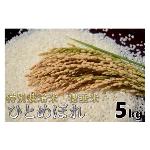 ふるさと納税 米 ひとめぼれ 山口県 長門市 米 精米 白米 特別栽培米 穂垂米 「ひとめぼれ」 5kg 令和7年産