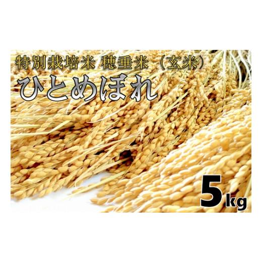 ふるさと納税 玄米 山口県 長門市 米 玄米 特別栽培米 穂垂米 「ひとめぼれ」 5kg 令和7年産