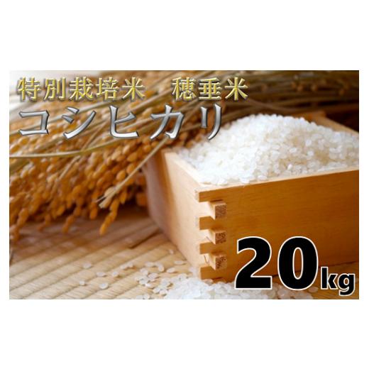 ふるさと納税 米 コシヒカリ 山口県 長門市 米 精米 白米 特別栽培米 穂垂米 「コシヒカリ」 20kg  令和7年産の画像