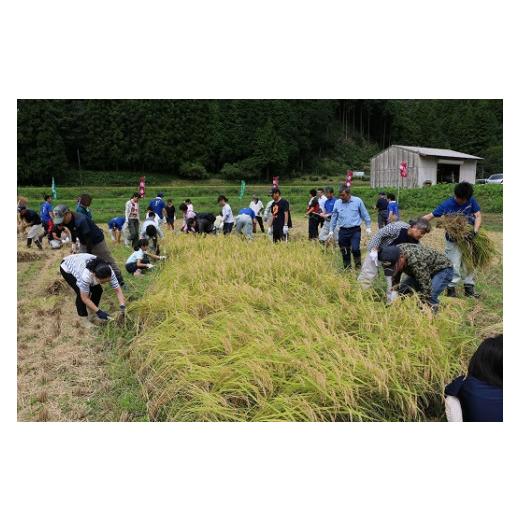 ふるさと納税 米 コシヒカリ 山口県 長門市 米 精米 白米 特別栽培米 穂垂米 「コシヒカリ」 20kg  令和7年産の画像