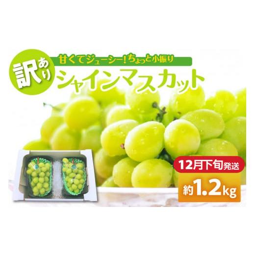 ふるさと納税 ぶどう マスカット 青森県 五所川原市 2025年12月下旬発送 訳あり シャインマスカット 1.2kg 家庭用 青森 12月下旬発送(21日〜末日)