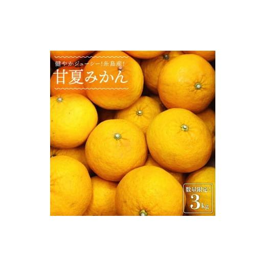 ふるさと納税 果物類 みかん 福岡県 糸島市 先行予約 健やかジューシー・夏の味 糸島産甘夏みかんM〜L玉・約3kg 2026年4月より順次発送 二丈赤米産直センター…