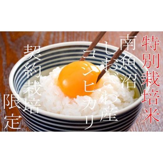 ふるさと納税 米 コシヒカリ 新潟県 南魚沼市  令和7年産 定期配送4Kg×3ヶ月 特別栽培 生産者限定 南魚沼しおざわ産コシヒカリ 定期便 銘柄米 ブランド米 精…_4