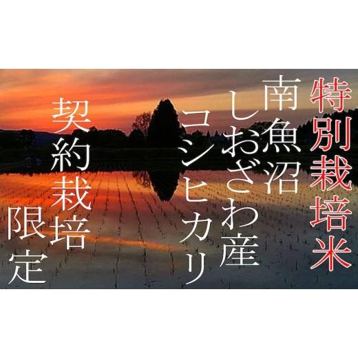 ふるさと納税 米 コシヒカリ 新潟県 南魚沼市  令和7年産 定期配送4Kg×3ヶ月 特別栽培 生産者限定 南魚沼しおざわ産コシヒカリ 定期便 銘柄米 ブランド米 精…_6