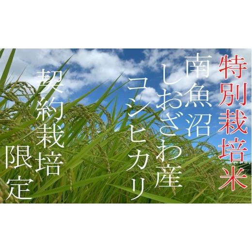ふるさと納税 米 コシヒカリ 新潟県 南魚沼市  令和7年産 定期配送4Kg×3ヶ月 特別栽培 生産者限定 南魚沼しおざわ産コシヒカリ 定期便 銘柄米 ブランド米 精…_7