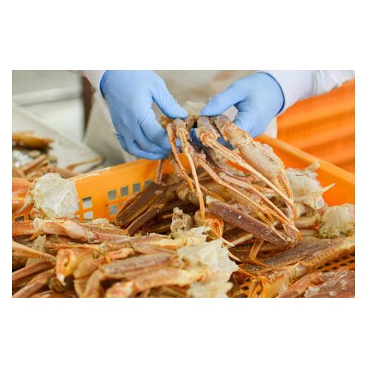 ふるさと納税 カニ ずわいガニ 茨城県 大洗町  ボイル 本ずわいがに 2肩 500g × 1 カジマ ずわい蟹 ズワイガニ ずわいがに かに カニ 蟹の画像