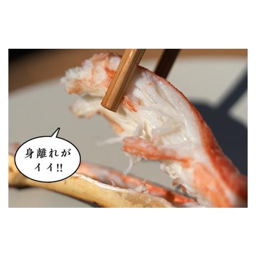 ふるさと納税 カニ ずわいガニ 茨城県 大洗町  ボイル 本ずわいがに 2肩 500g × 1 カジマ ずわい蟹 ズワイガニ ずわいがに かに カニ 蟹の画像