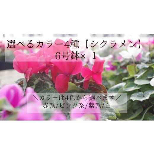 ふるさと納税 雑貨・日用品 花 茨城県 利根町 選べるカラー4色 シクラメン 6号鉢×1(赤系) 赤系