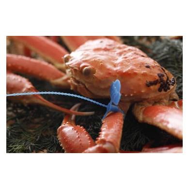 ふるさと納税 カニ 松葉ガニ 兵庫県 豊岡市 先行予約 訳あり タグつき 釜茹で松葉ガニ800g前後 釜茹で松葉ガニ 約800g