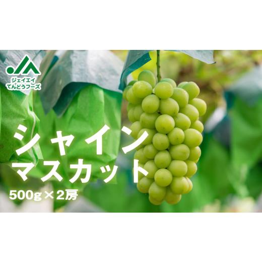ふるさと納税 ぶどう マスカット 山形県 天童市 08-01-016　ぶどう(シャインマスカット)2房_1