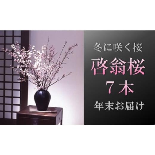 ふるさと納税 雑貨・日用品 花 山形県 三川町 食の都庄内 年末お届け 啓翁桜(7本束) 12月下旬発送 7本束