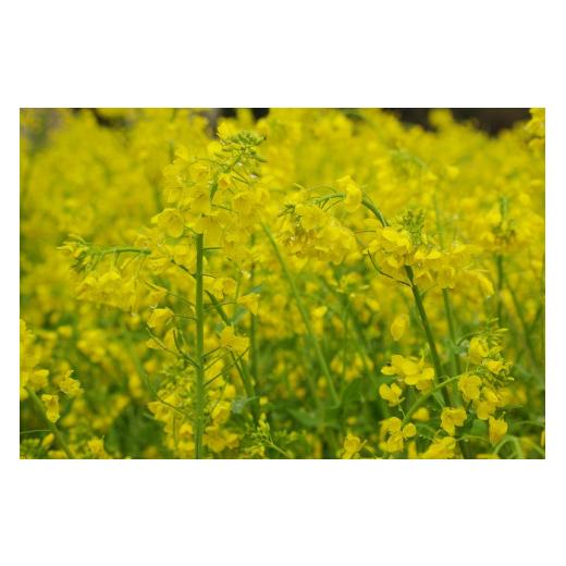 ふるさと納税 加工品等 はちみつ 山梨県 北杜市 日本みつばちのはちみつ（山桜の匙と） はちみつ 190g 山桜の匙 1本 セット ハニー 非加熱濾過 ハチミツ 日本…の画像