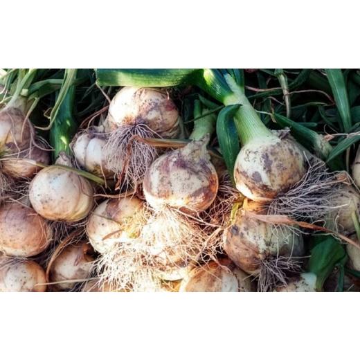 ふるさと納税 野菜類 玉ねぎ 兵庫県 南あわじ市  新玉・ひょうご推奨ブランド 新玉ねぎ（淡路玉三郎）10kg 配送３月上旬〜５月中旬の画像