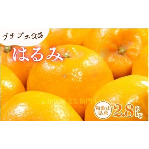 ふるさと納税 果物類 みかん 和歌山県 新宮市 はるみ 約2.8kg/サイズおまかせ 2026年1月下旬〜2026年3月中旬頃に順次発送(お届け日指定不可) 紀伊国屋文左…