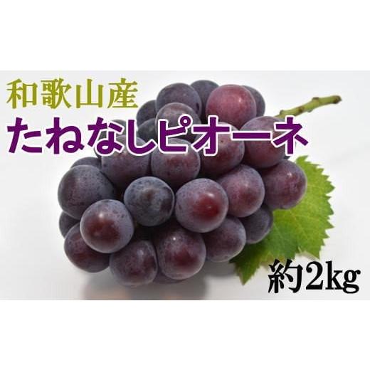 ふるさと納税 果物類 ぶどう 和歌山県 新宮市 2026年度発送分 新鮮・産直 和歌山かつらぎ町産たねなしピオーネ約2kg 2026年8月中旬〜2026年9月中旬頃に順次発…