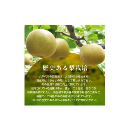 ふるさと納税 梨 千葉県 八千代市 2026年発送先行受付 周郷梨園のやちよ100年梨(3kg) 1493887_3