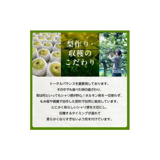 ふるさと納税 梨 千葉県 八千代市 2026年発送先行受付 周郷梨園のやちよ100年梨(3kg) 1493887_4