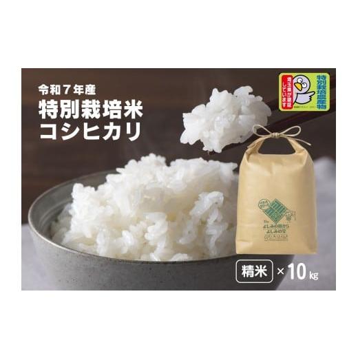 ふるさと納税 米 コシヒカリ 埼玉県 吉見町 令和7年産 埼玉県比企郡吉見町産 特別栽培米コシヒカリ 精米 10kg