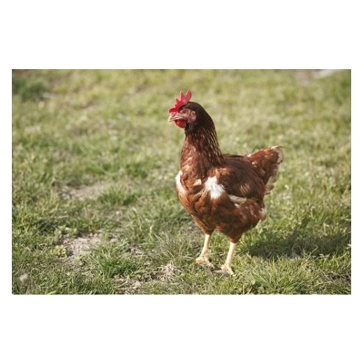 ふるさと納税 醤油 甘口 高知県 四万十町 卵が苦手な子どもも食べられた 生臭くないおいしい卵を味わう卵かけご飯ミニセット(卵6個×2P、お米2合×1P、醤油×1…の画像