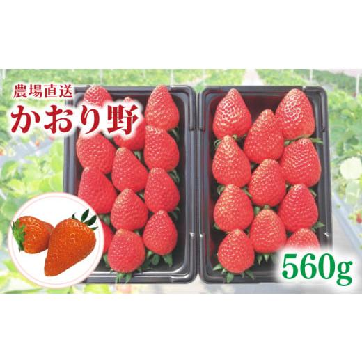 ふるさと納税 いちご 埼玉県 羽生市 事前受付 いちご かおり野 約560g ( 約280g × 2P ) いちご 苺 ストロベリー 産地直送 ご当地 果物 くだもの フルーツ …