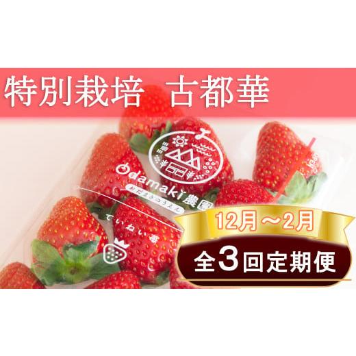 ふるさと納税 いちご 奈良県 桜井市 M-EH2. 12月〜2月定期便 減農薬いちご「古都華」2パック 特別栽培農産物
