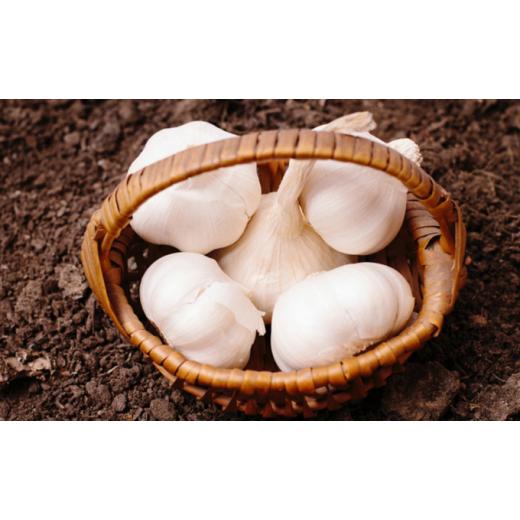 ふるさと納税 野菜類 香川県 丸亀市 4月下旬〜5月下旬 にんにく 生にんにく 新物 約10kg 3Lサイズ ガーリック 薬味 野菜 料理 おかず 期間限定 数量限定 先行…