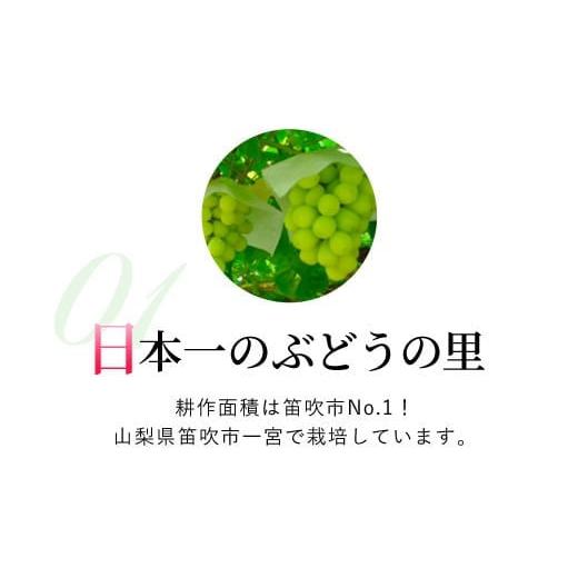 ふるさと納税 山梨県 笛吹市 ＜2024年先行予約＞シャインマスカット 約1.5kg 大房 2房 ※常温配送  笛吹市 シャイン 葡萄 大人気 ジューシー たっぷり 大容量 …｜furusatochoice｜07