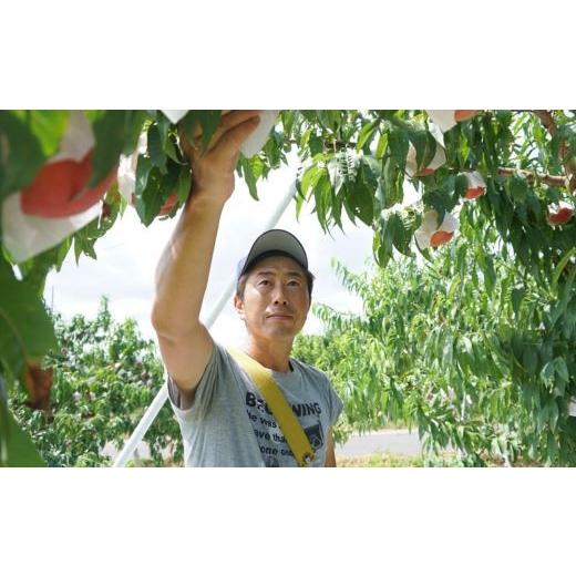 ふるさと納税 もも 福島県 福島市 No.1508福島のもも「まどか」約2kg 2026年発送 先行予約の画像