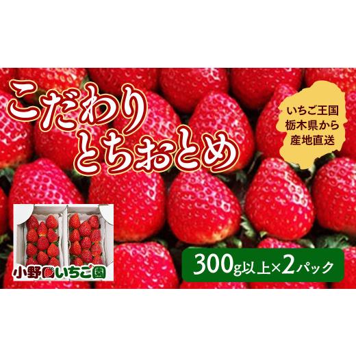 ふるさと納税 いちご 栃木県 壬生町 栃木県産 こだわり とちおとめ 300g以上×2パック | 栃木県産とちおとめ苺 とちおとめ 栃木県産イチゴ 栃木県産いちご こ…