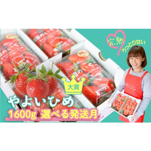ふるさと納税 いちご 茨城県 鉾田市 やよいひめ いちご やよいひめ デラックス 2箱 1600g | 選べる量と発送時期 (1月発送) | ステビア栽培 低農薬 大粒 完熟 …