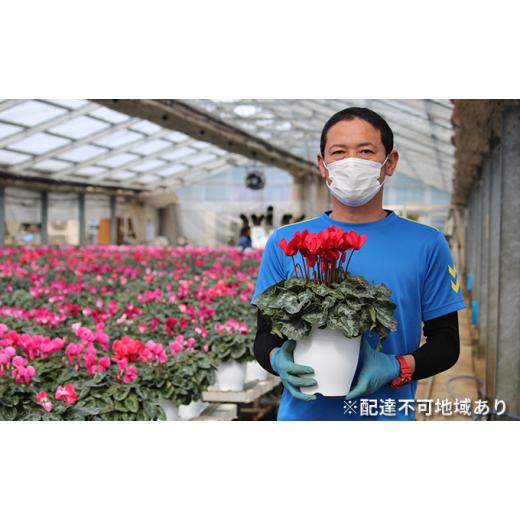 ふるさと納税 福島県 中島村 【先行予約】【4種類から選べる】水野谷さんちのシクラメン6号鉢 ヨハンシュトラウス 