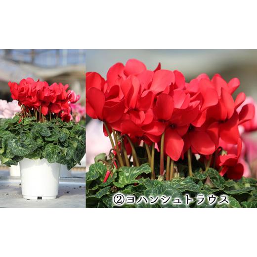 ふるさと納税 福島県 中島村 【先行予約】【4種類から選べる】水野谷さんちのシクラメン6号鉢 ヨハンシュトラウス 