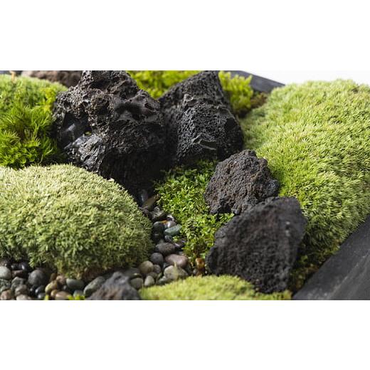 ふるさと納税 花・苗木 盆栽 山形県 山形市 苔箱庭制作キット FZ21-465_4