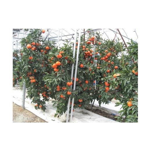 ふるさと納税 香川県 - 「さぬき讃フルーツ」ハウス小原紅早生みかん（さぬき紅）　約2.4kg【令和6年7月発送】 